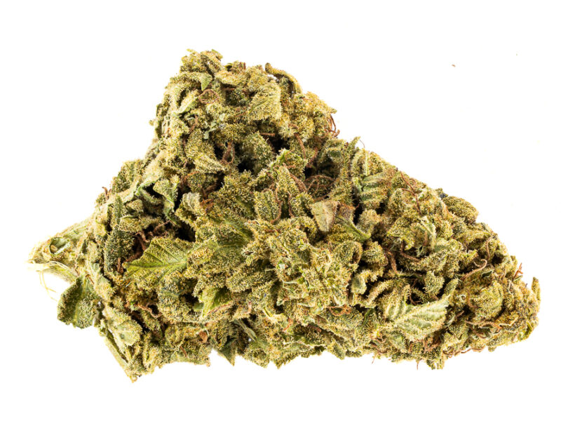 BC Big Bud AA+