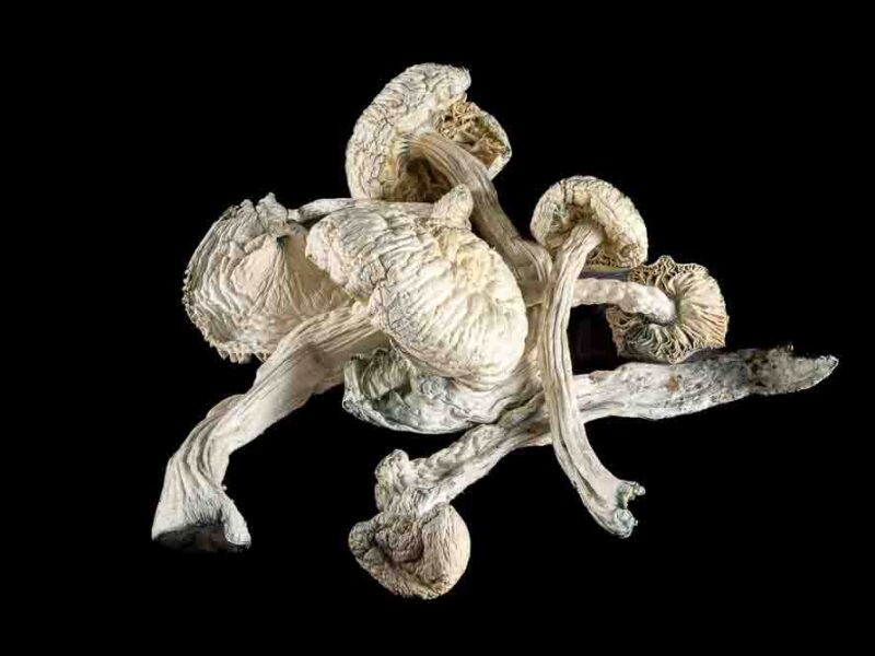 Albino  *Mushrooms*