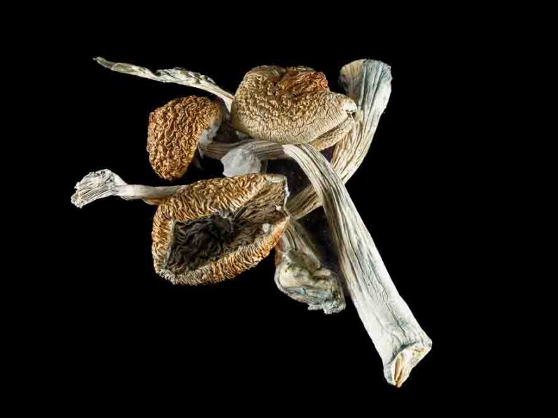 Aztec Gods *Mushrooms*