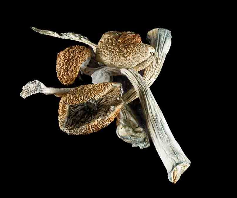 Aztec Gods *Mushrooms*