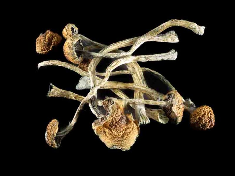 Golden Teacher *Mushrooms*