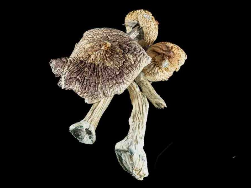 Creeper *Mushrooms*