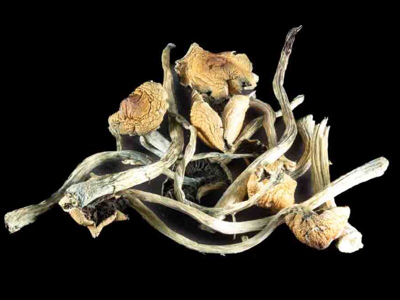 MexiCube *Mushrooms*