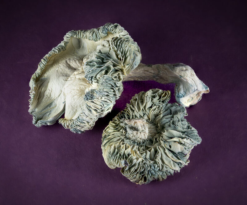 Albino  *Mushrooms*